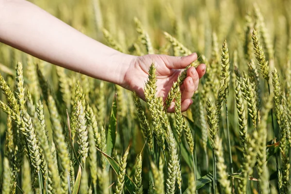 La mano de la mujer toma las espigas del grano — Foto de Stock