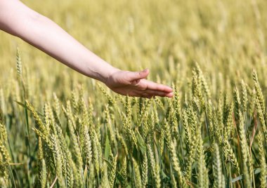 Mısır gevreği kulakları el dokunuyor