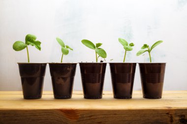 Küçük yeşil lahanası