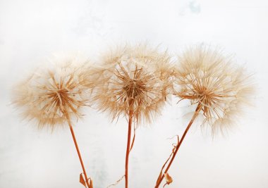 Kabarık kurutulmuş bitkiler