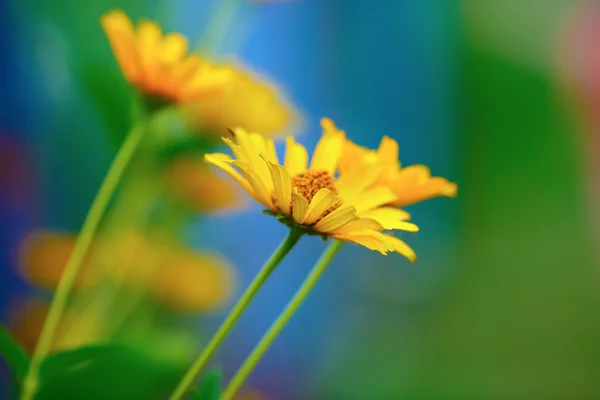 Bright yellow daisies — Stock Photo, Image