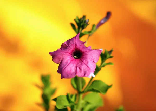 Sbiadirsi fiore hollyhock — Foto Stock