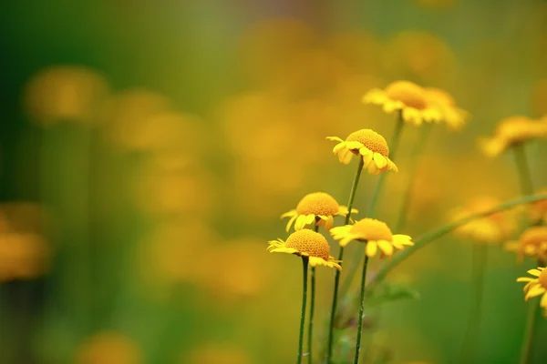 Small yellow flowers — Stock Photo, Image