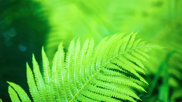 Яркий зелёный папоротник — стоковое фото