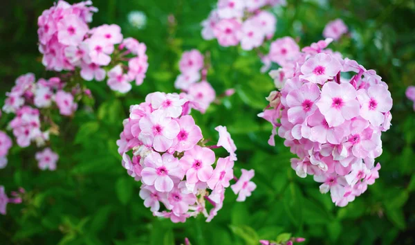 Rosafarbene Phloxblüten — Stockfoto