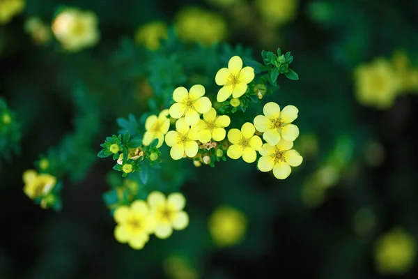 Petites fleurs jaunes — Photo