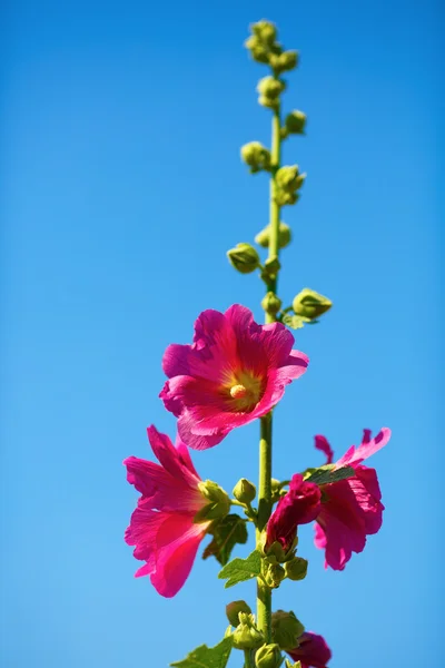 Leuchtende Stockrosenblüten — Stockfoto