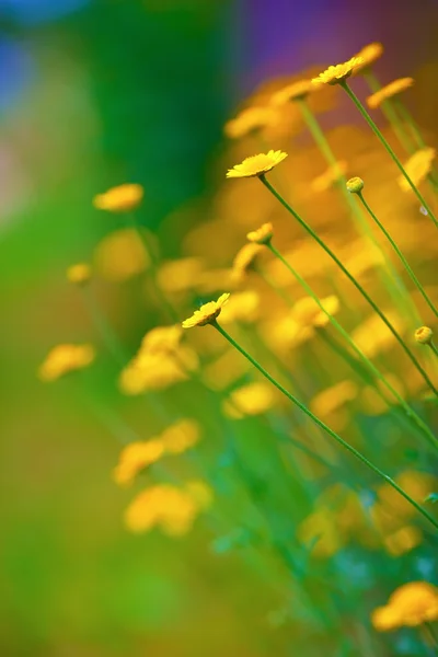 Yellow spring flowers — Stock Photo, Image