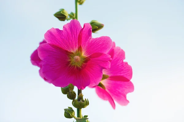 Purpurfarbene Stockrosenblüten — Stockfoto