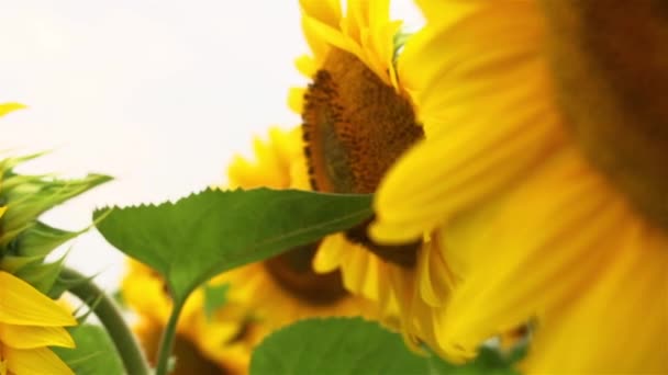 Sunflower — Stock Video