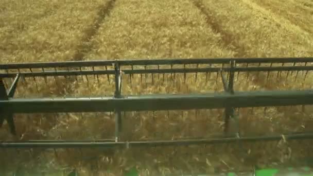 Збирання врожаю пшениці 4 — стокове відео