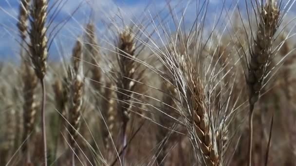 Зимняя пшеница — стоковое видео