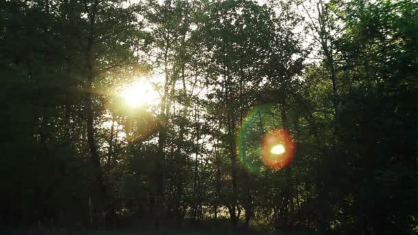 Nature Time Lapse — Stock Video