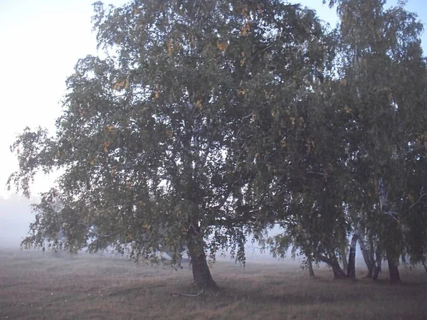 Nebbiosa Mattina Nella Foresta — Foto Stock