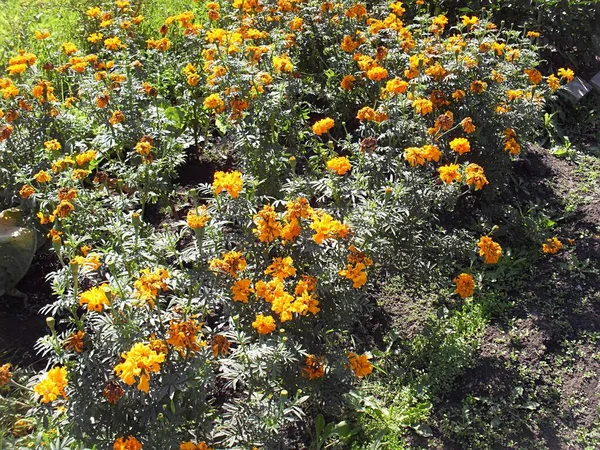 Tagetes Sonnige Blüten Angenehm Für Das Auge — Stockfoto