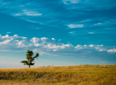 Tarlada yalnız bir ağaç.