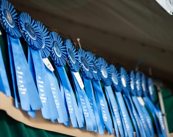 Fitas de azuis de Show de cavalo — Fotografia de Stock