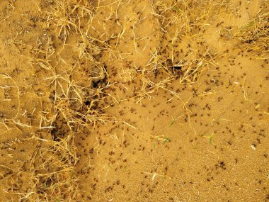 Karıncalar. Termitnik. Toprak dokusu. Karıncalar doğal ortamlarında. Karıncalar çalışıyor.