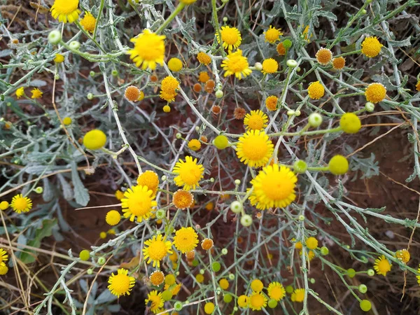 Küçük Pire Sarısı Çiçekler Latince Adı Pulicaria Vulgari — Stok fotoğraf