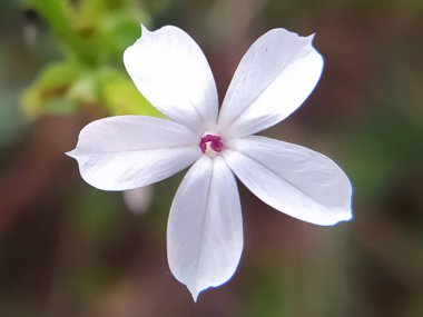 Beyaz Plumbago zeylanica Yaban Çiçeği Yaklaş