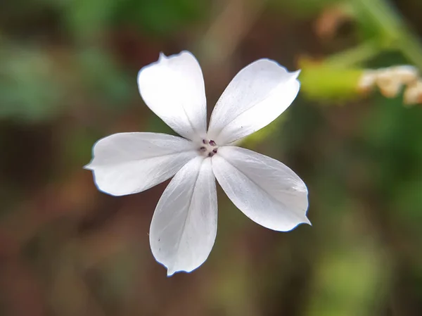 White Plumbago Wild Flower Close — Stock Photo, Image