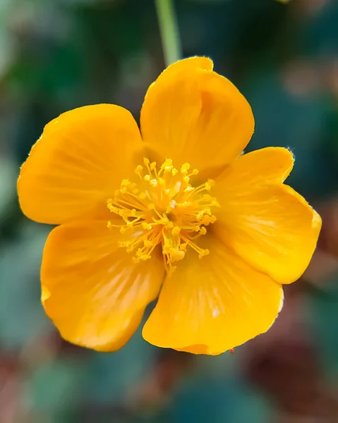 Güzel Abutilon Indium Hint Abutilon Mallow Çiçeği Çiçek Açar — Stok fotoğraf