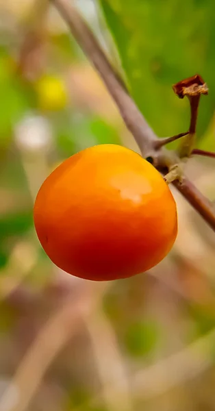 Närbild Jube Eller Ber Frukt — Stockfoto