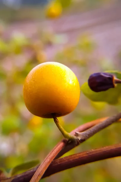 Sárga Jujube Gyümölcs Ágon — Stock Fotó