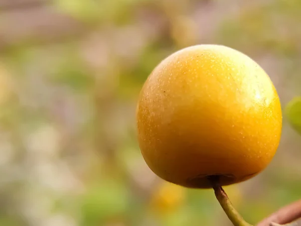 Pomarańczowy Kolor Soku Owocowego Gałęzi — Zdjęcie stockowe