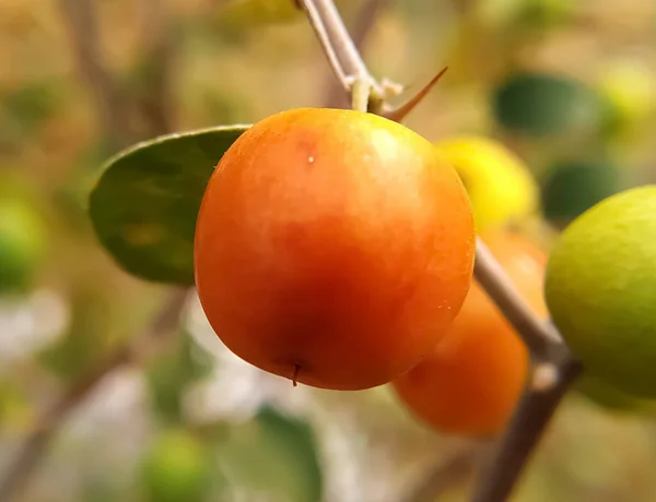 Jujube Mûr Fruit Sur Une Branche — Photo