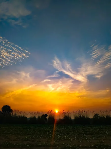 Erstaunlich Mit Schönem Sonnenuntergang Über Senfpflanzen Feld Und Ravennagras Saccharum — Stockfoto