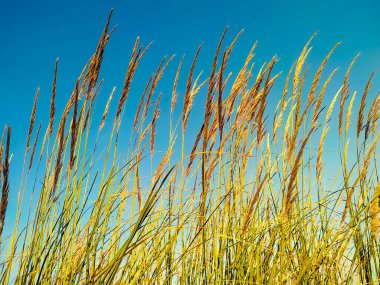 Ravenna Çimeni - Saccharum Ravnae - Süslü çimen çiçekleri, açık turkuaz mavi gökyüzüne karşı alçak açıyla çekilen