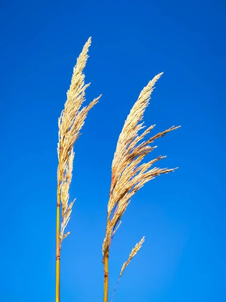 Ravenna Grass Saccharum Ravennae Flores Hierba Ornamentales Sobre Fondo Azul — Foto de Stock