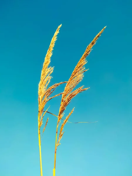 Ravenna Grass Saccharum Ravennae Flores Hierba Ornamental Sol Disparado Desde — Foto de Stock