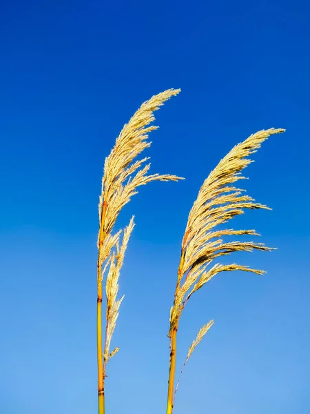 Ravenna Grass Saccharum Ravennae Flores Ornamentales Hierba Blanca Que Florecen — Foto de Stock