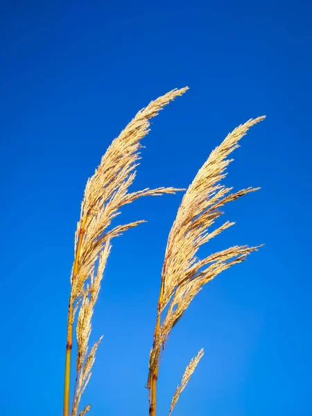 Ravenna Grass Saccharum Ravennae Flores Ornamentales Hierba Blanca Que Florecen — Foto de Stock