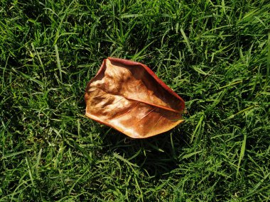 Terminalia 'nın kuru yaprakları yeşil çimlerin üzerinde.