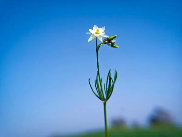 Spergula Arvensis Spurrey Milho Super Macro Tiro Fundo Céu Azul — Fotografia de Stock