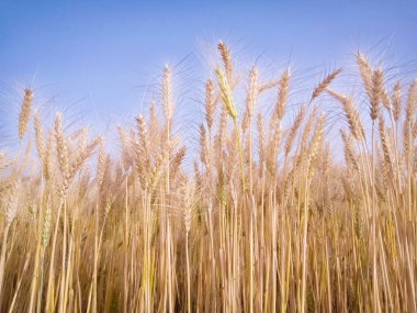 Mavi gökyüzüne karşı buğday tarlası