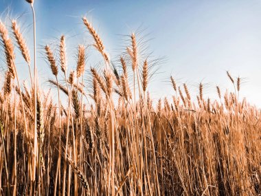 Parlak olgun tahıl tarlası - Gökyüzüne karşı altın buğday - hasat