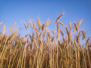 Mavi gökyüzüne karşı buğday tarlası