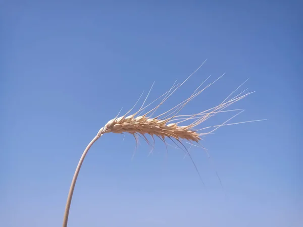 Ear Wheat Blue Sky — Stock Photo, Image
