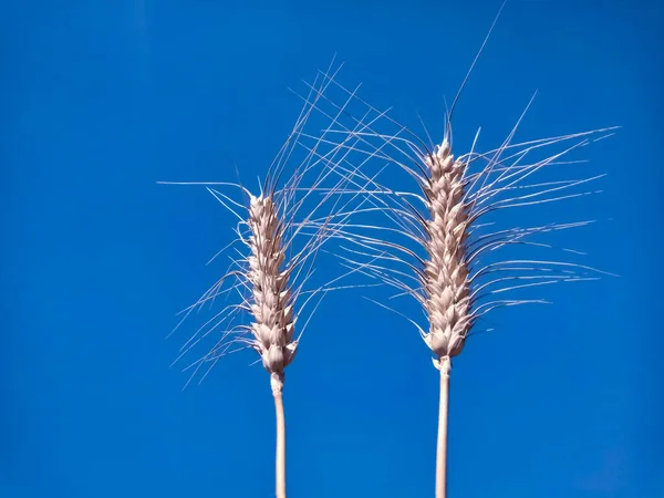 Espigas Trigo Sobre Fondo Azul — Foto de Stock