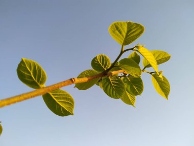 Mavi gökyüzüne karşı duran yeşil yapraklar