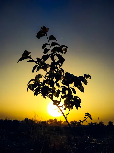 Çölde Gün Batımında Ağaçla — Stok fotoğraf