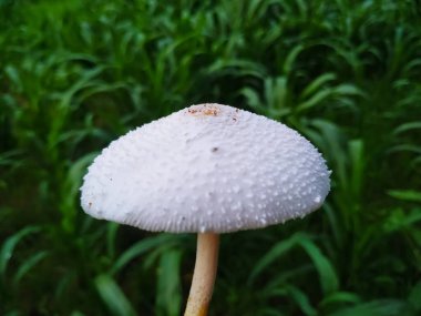 Yeşil bitki arka planında Psilocybe Cubensis mantarı