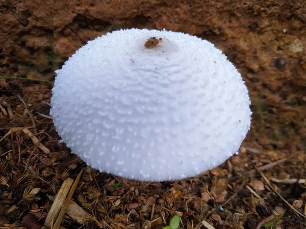 Psilocybe Cubensis Mushroom Growing Ground — Stock Photo, Image