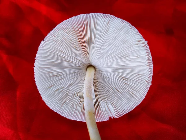 Cogumelo Psilocybe Cubensis Isolado Sobre Fundo Vermelho — Fotografia de Stock