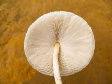 Gri arkaplanda Psilocybe Cubensis mantarı