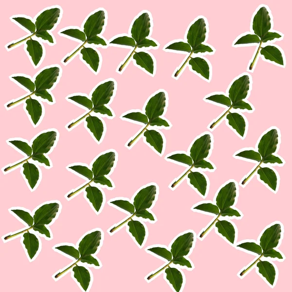Commelina Benghalensis Plants Pattern — Stock Photo, Image